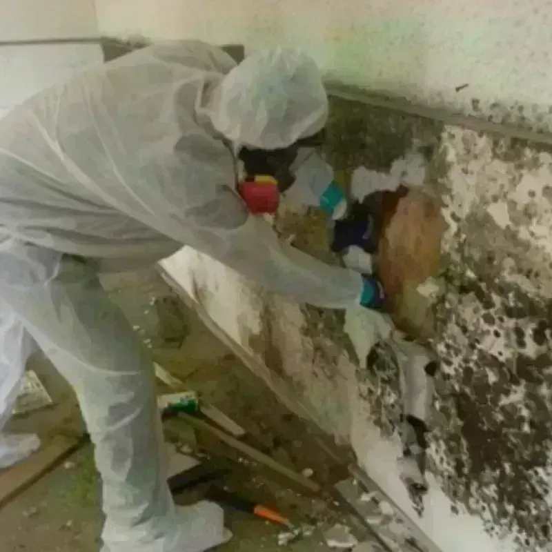 Mold Remediation and Removal in Gadsden County, FL